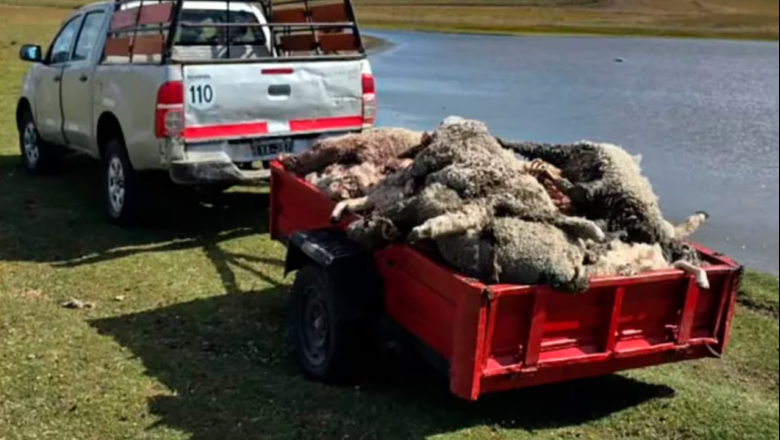 Una jauría de perros mató a más de 130 corderos en la Misión Salesiana: “El trabajo de todo el año se tiró a la basura”