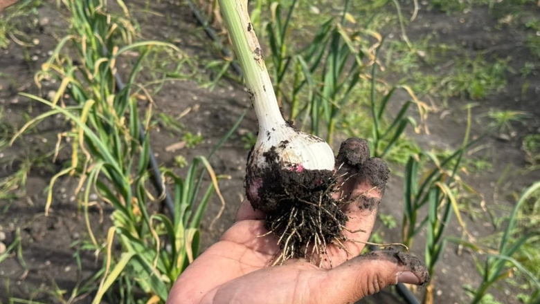 Primera cosecha de ajos violetas de "RGA Alimentos" en Tierra del Fuego