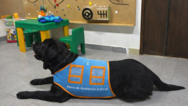 Evalúan incorporar perros de asistencia judicial en intervenciones con niños, niñas y adolescentes en Tierra del Fuego