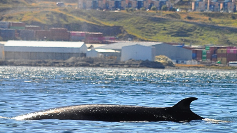 Cada vez hay más avistamientos de ballenas en el Canal Beagle