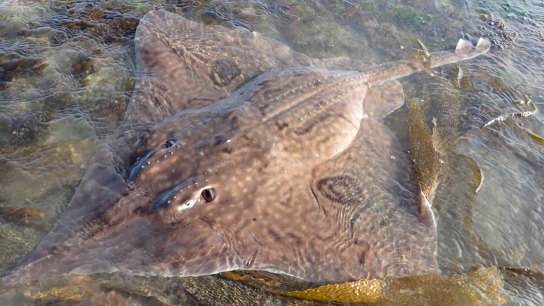 Tiburones, rayas y quimeras: la expedición que abre el mapa marino en Tierra del Fuego