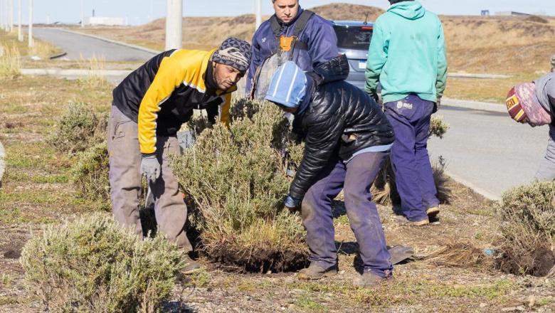 El Municipio incorpora flora nativa en distintos espacios verdes de Río Grande