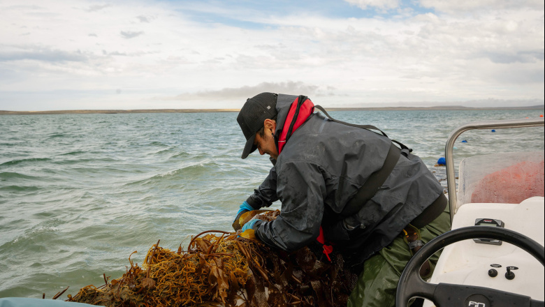 Se realizó la primera cosecha de algas en una granja marina de Santa Cruz