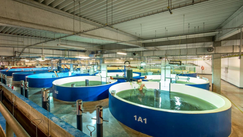 Sin jaulas en el mar: el municipio patagónico que empuja un ambicioso proyecto de salmón