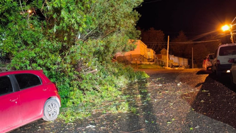 Caída de árboles, cables y voladura de techos, lo que dejó el alerta por fuertes vientos en Ushuaia