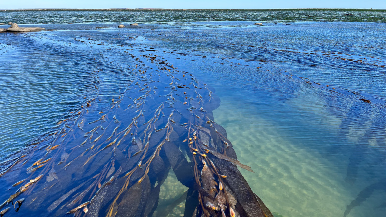 Bosques fantasmas: qué son y por qué son clave para la diversidad marina de Tierra del Fuego