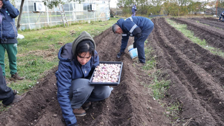 La empresa municipal ‘Río grande Activa’ avanza en la resiembra de los ajos violetas fueguinos