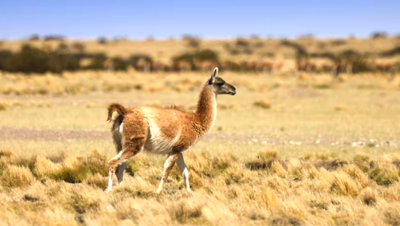 Ante la caída del consumo de carne vacuna, crecen las alternativas y se abre el debate por el guanaco en Tierra del Fuego