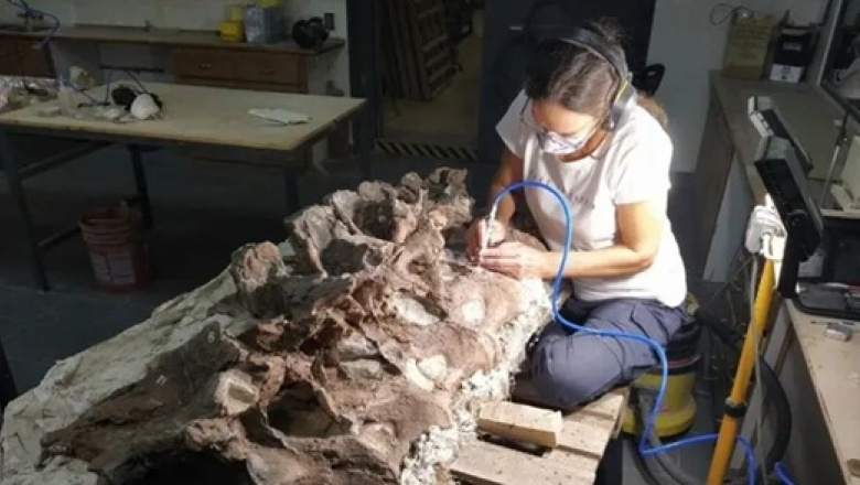 "Bicharracosaurus": una nueva especie de dinosaurio fue descubierta en Chubut