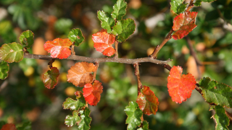 El ñire, un árbol fueguino que ahora se destaca por su poder antioxidante