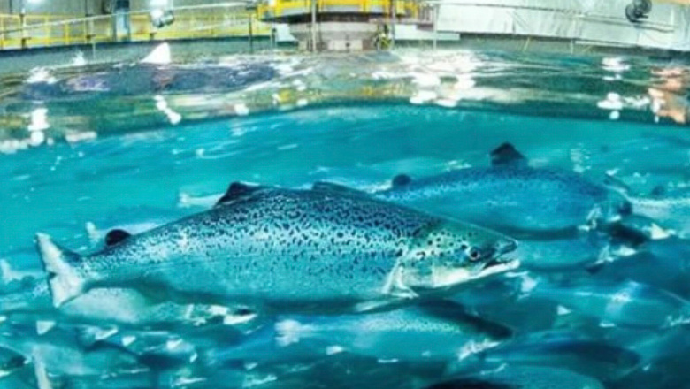 Salmonicultura: “El RAS es más aceptado comercialmente en el mundo”