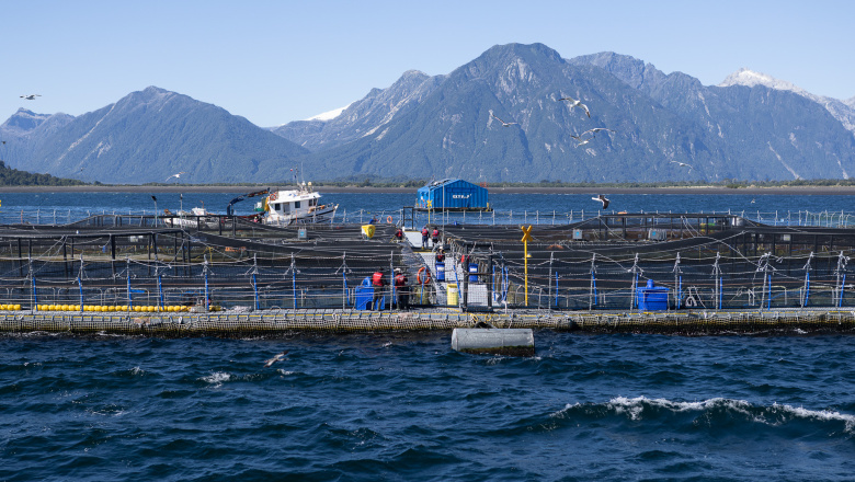 Salmoneras en Tierra del Fuego: ambientalistas fueguinos presentarán un amparo colectivo