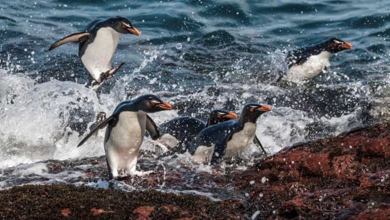 Centinela del mar: el penacho amarillo advierte sobre el cambio climático en el Mar Argentino