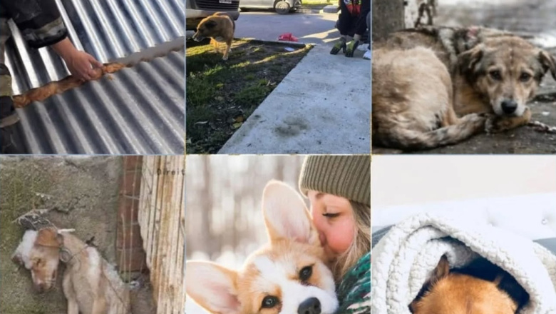 Bomberos Voluntarios de Río Grande lanzan una campaña para proteger a las mascotas durante el invierno