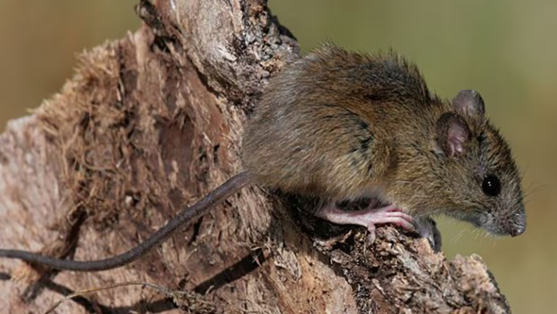 Sin casos ni antecedentes en Tierra del Fuego: qué hay que saber y cuándo consultar por hantavirus