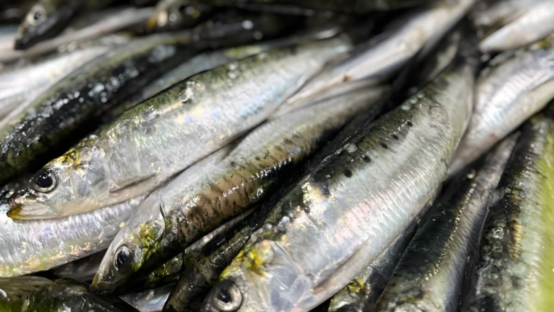 Autorizan un proyecto de pesca experimental de sardina en Santa Cruz y Tierra del Fuego