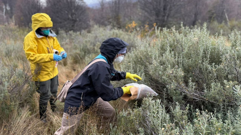 Gobierno y el Instituto Malbrán despliegan operativo con 150 trampas en distintos sectores de Ushuaia
