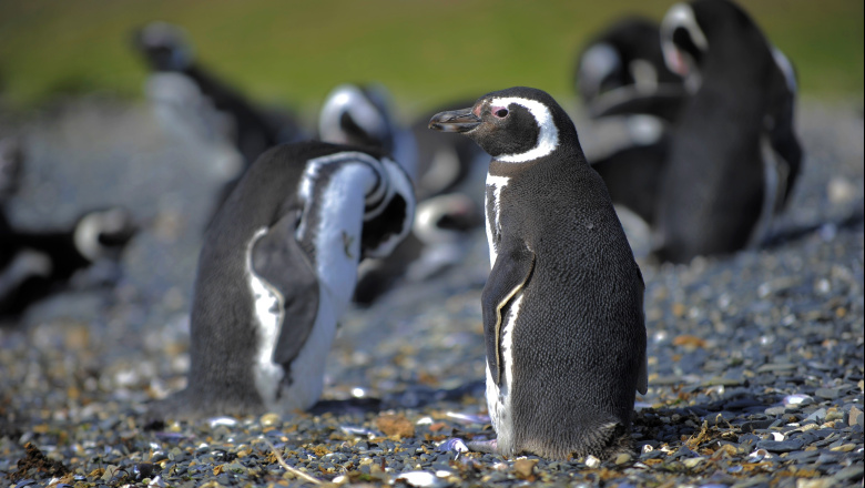 Alertan que los pingüinos papúa de Tierra del Fuego están en riesgo por el aumento de temperaturas