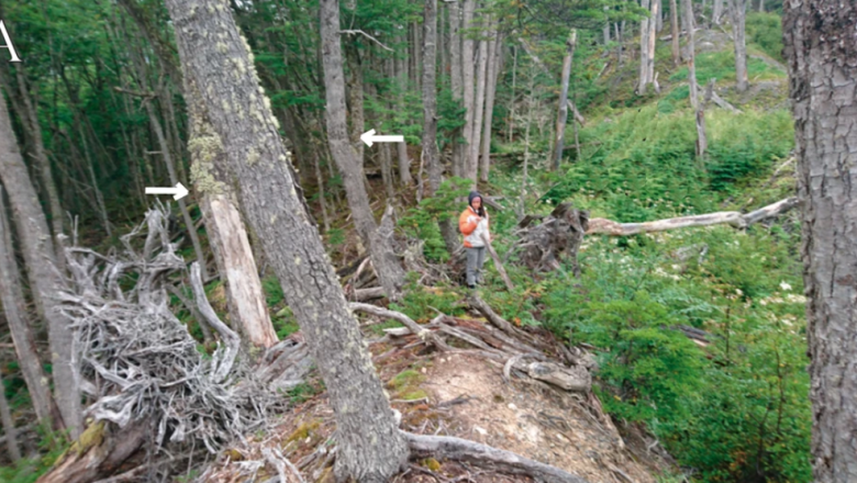 Los bosques fueguinos guardan marcas de terremotos ocurridos hace más de un siglo