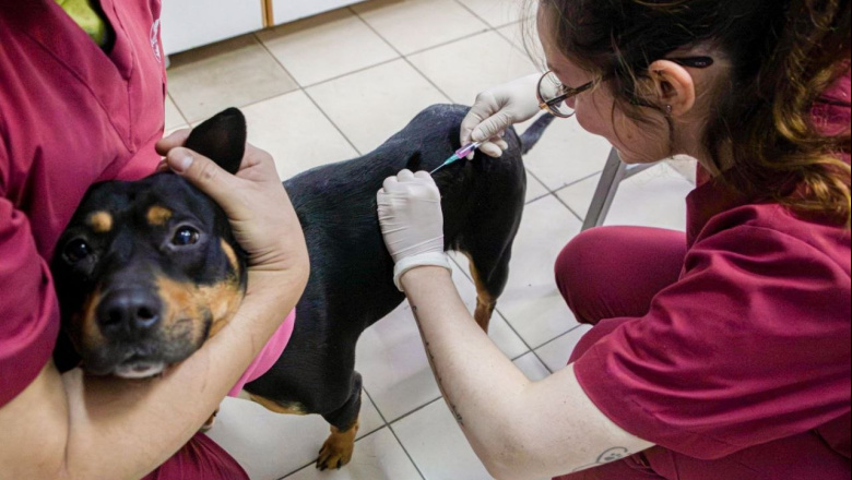 Más de 170 vacunas aplicadas y cuatro adopciones en una nueva jornada de bienestar animal