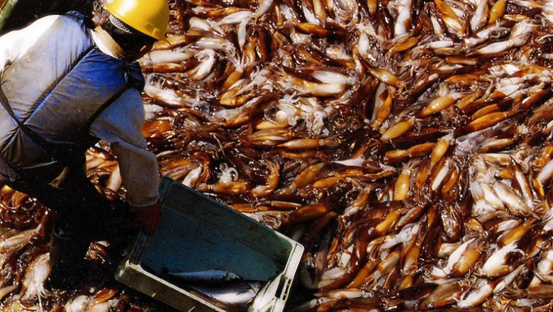 Milla 200 bajo presión: alertan que flotas extranjeras ya capturan hasta cuatro veces más que toda la pesca argentina