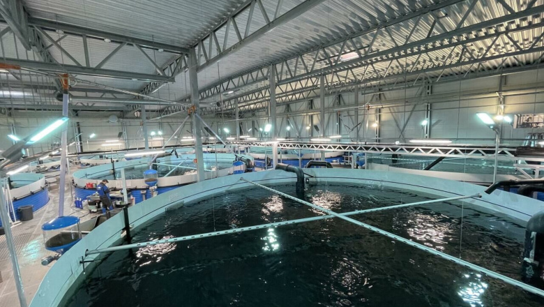 Proyectan una planta salmonera que podría generar 250 puestos de trabajo en Río Grande
