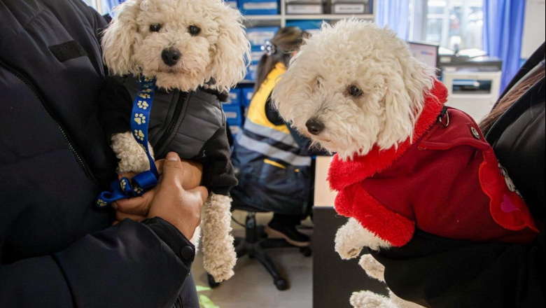 Invierno en Río Grande: los cuidados que necesitan perros y gatos