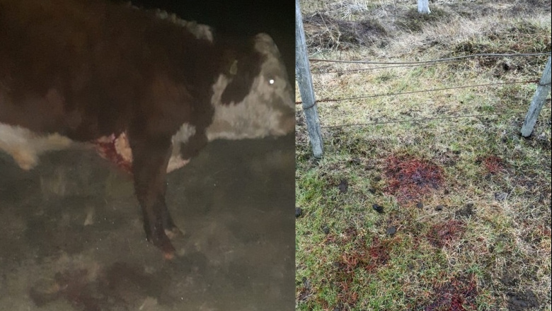 Faena clandestina en Cabo Domingo: hirieron a un toro, escaparon y volvieron de madrugada para matarlo