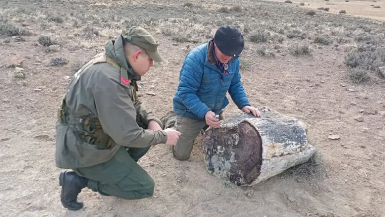Hallaron tres bosques petrificados de 50 millones de años en Río Negro que revelan una Patagonia desconocida