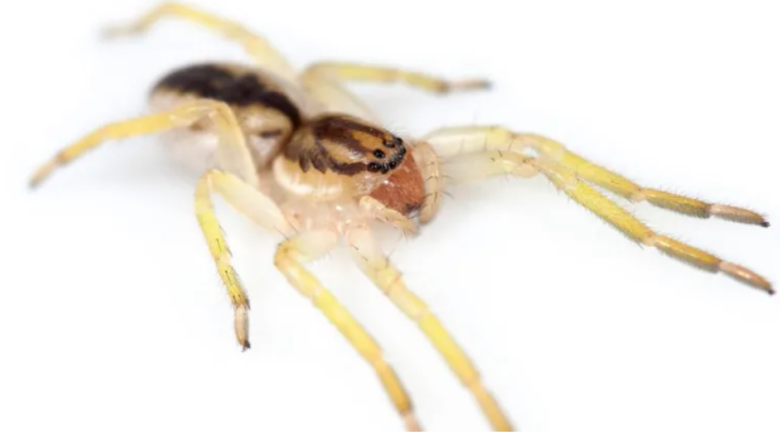 Descubrieron una extraña 'araña fantasma' en Isla de los Estados