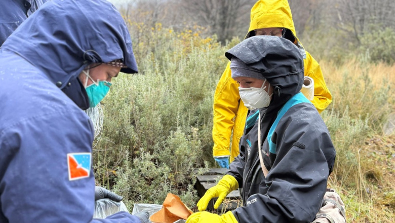 Por primera vez encuentran hantavirus en Tierra del Fuego: por qué no lo asocian al brote del crucero