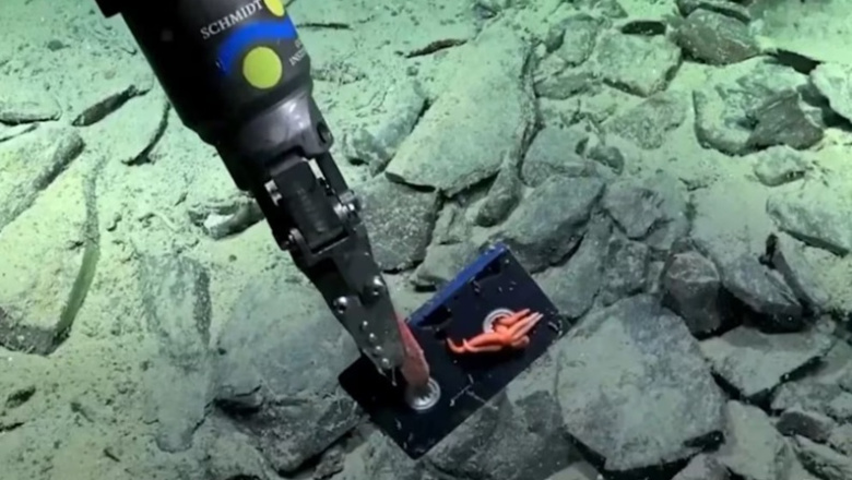 Por primera vez, un robot submarino documentó basura humana en el fondo profundo del Mar Argentino