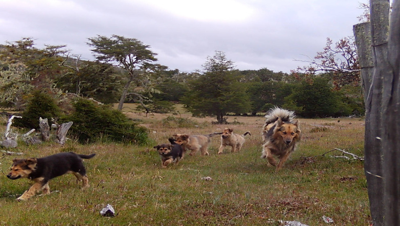 Tierra del Fuego refuerza acciones frente a la problemática de los perros sueltos y asilvestrados