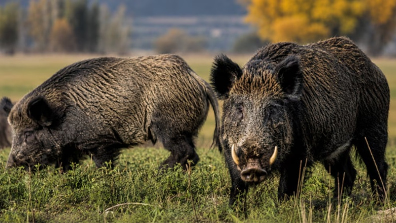 Río Negro impulsa una ley para habilitar la venta de carne de jabalí y guanaco en el mercado formal