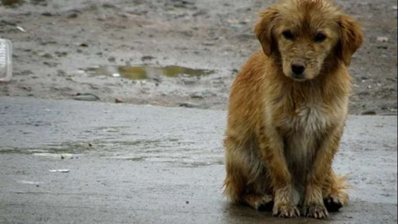 Piden denunciar casos de maltrato animal ante las bajas temperaturas extremas en Río Grande