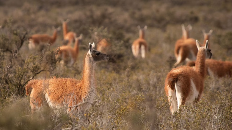 Santa Cruz registra cerca de dos millones de guanacos y confirma el crecimiento de la especie en la última década