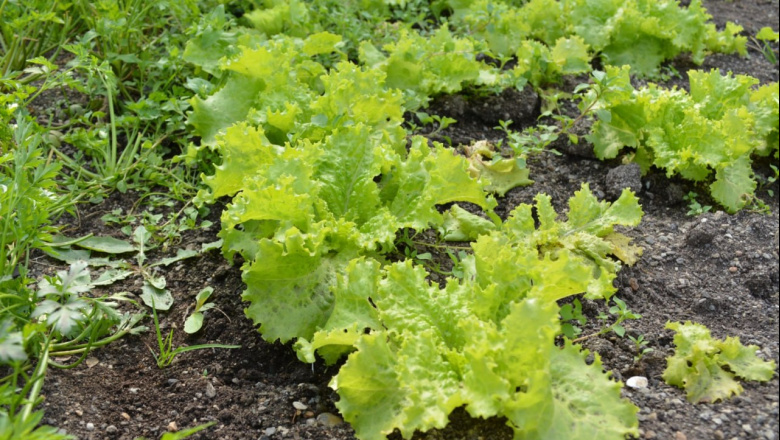 Comienza nuevo ciclo de capacitaciones en ‘Buenas Prácticas Agrícolas’ para el sector hortícola fueguino