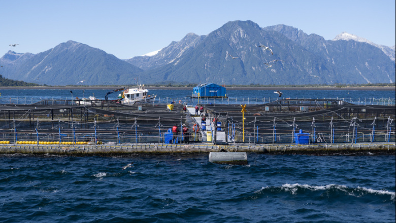 Coto rechazó el proyecto salmonero británico en Malvinas y apuntó contra Greenpeace
