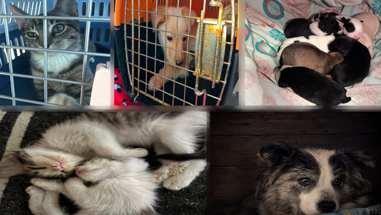 Protectora acumula más de $1 millón de deuda a veterinarias por rescatar animales abandonados en Río Grande