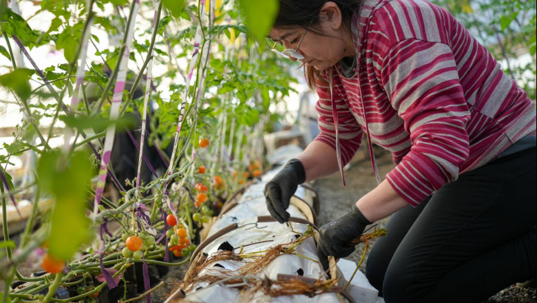 Río Grande avanza en la producción local de frutillas