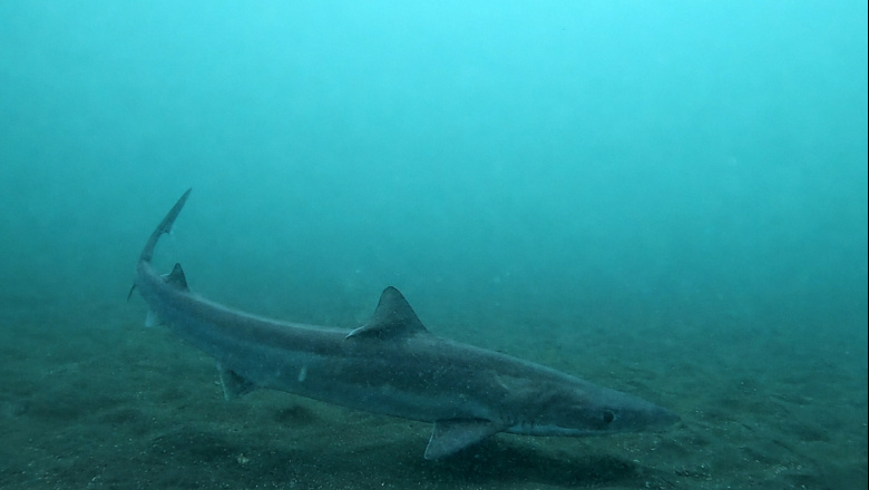 Tiburones en Tierra del Fuego: “La vida del cazón espinoso en los mares australes”
