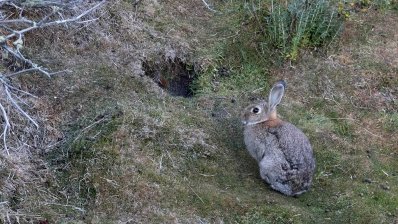 Polémico fallo en Tierra del Fuego: declararon a los conejos europeos sujetos de derechos