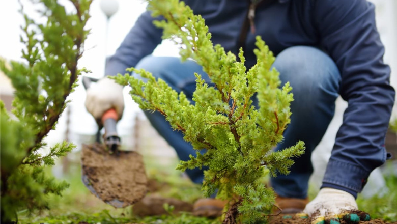 Recuerdan que está vigente el descuento en impuestos por plantar árboles en las veredas de Río Grande