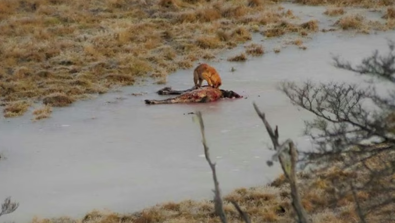 Las jaurías de perros asilvestrados crecieron más de 200% en cinco años en Tierra del Fuego