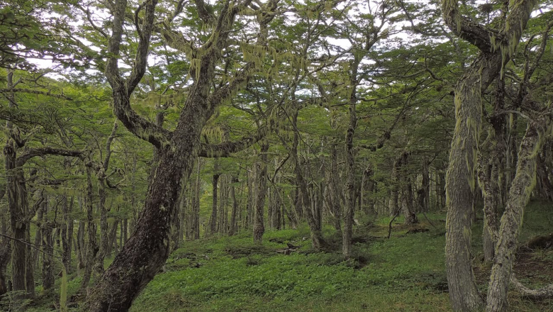 Ya está disponible el primer capítulo de la ‘Guía de Flora de las Áreas Naturales Protegidas’ fueguinas