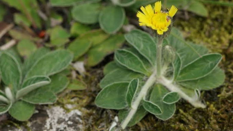 Gobierno firmó acuerdo con INTA para controlar el crecimiento de una planta que afecta a la ganadería fueguina