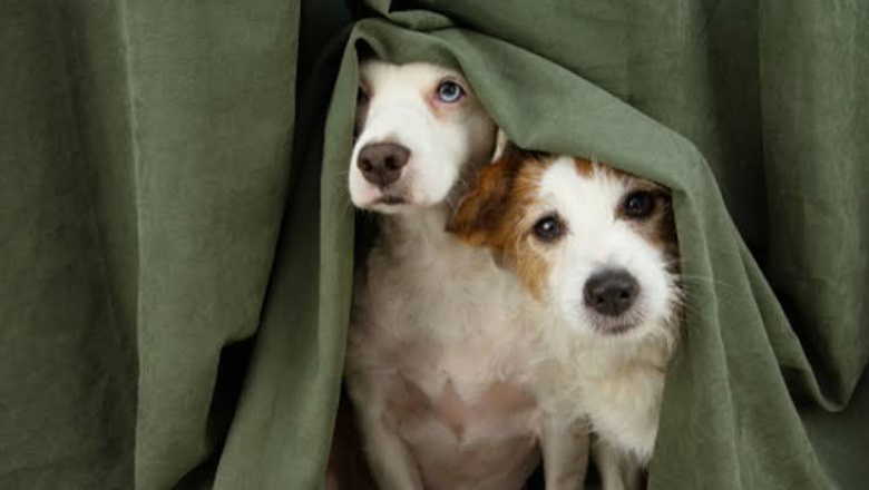 Río Grande busca hacer obligatoria la castración de perros y gatos y endurecer las multas