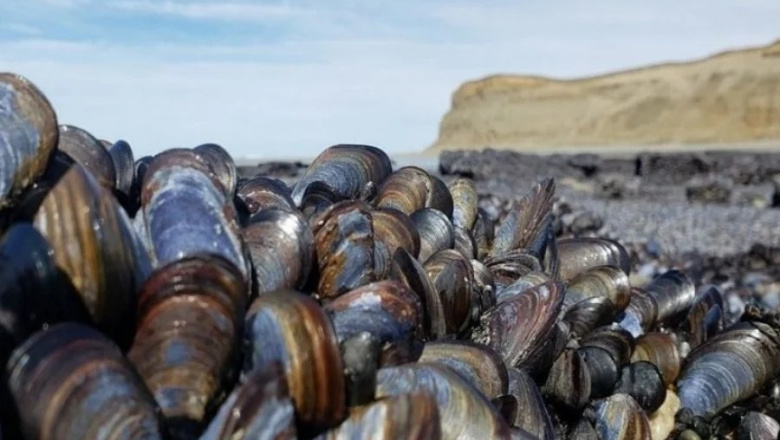 Prohíben la recolección de moluscos en sectores del Canal Beagle y toda la costa atlántica provincial