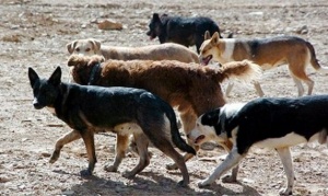 Tolhuin: La mordió un perro y no había quien le aplique una vacuna