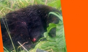 Maltrato animal: Prendieron fuego a un perro en Tolhuin y buscan al responsable